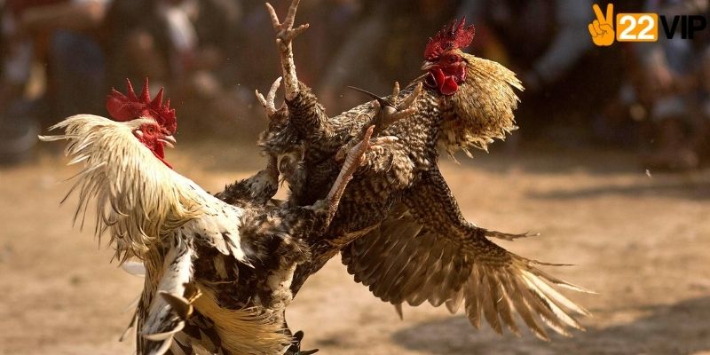 Bí quyết chọn gà cực chuẩn