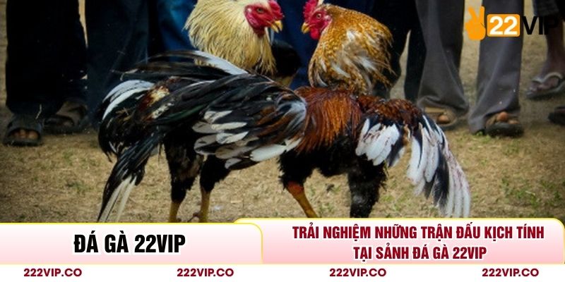 Trải Nghiệm Những Trận Đấu Kịch Tính Tại Sảnh Đá Gà 22VIP