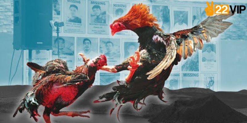 Hướng dẫn tham gia đá gà 