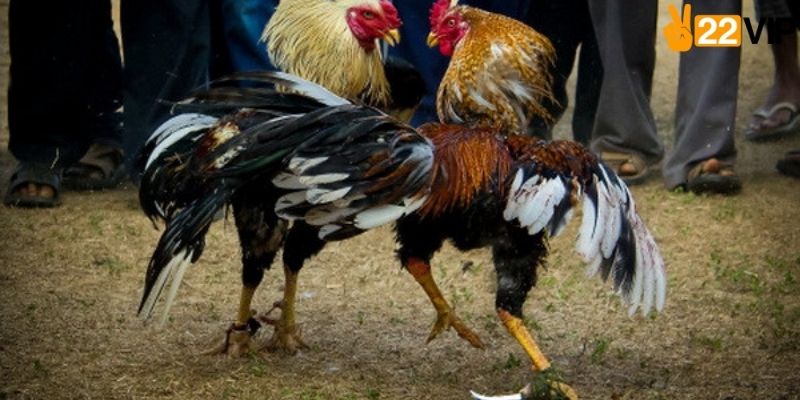 Hướng dẫn truy cập sảnh