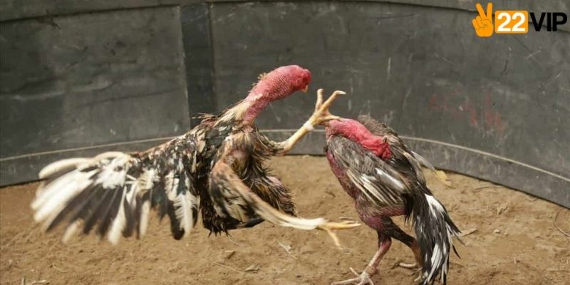 Những lưu ý khi chơi đá gà 
