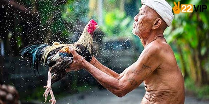 Trải nghiệm đá gà an toàn